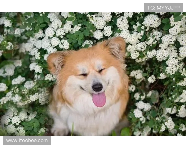 小柯基教会我在运动中像毛茸茸的快乐一样随心而动